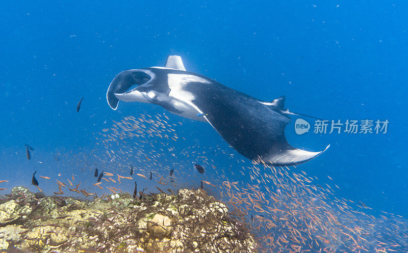 远洋蝠鲼(Manta birostris)游过清洁站。在世界自然保护联盟的红色名单中，这些优雅的动物正在成为野外罕见的景象。